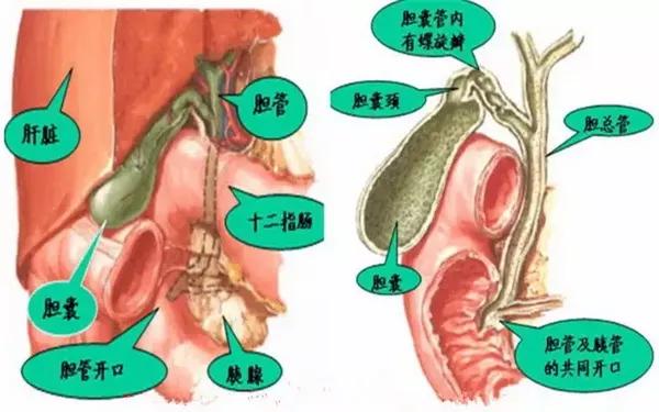 去掉胆囊后 日子照样过 健康频道 手机搜狐