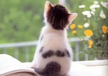 你以为你的喵星人真的有那么纯洁 看英语如何百般 教育频道 手机搜狐