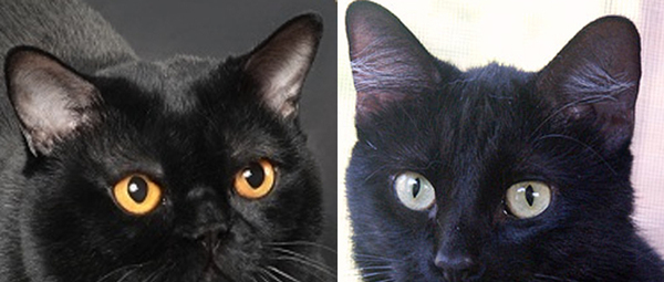 孟买猫中华田园黑猫的区别,不要被欺骗哦