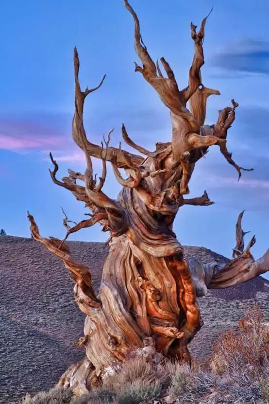 这棵世界上最老的树已经快5000岁了!