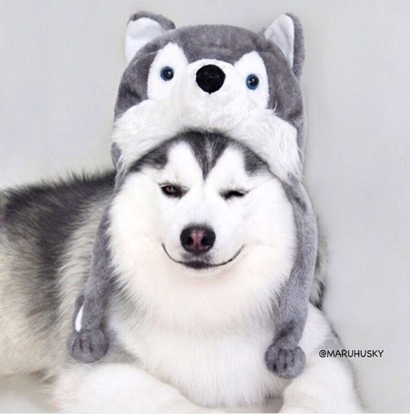 超人气哈士奇"超萌咪咪眼笑脸"像只小企鹅,一.