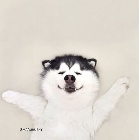 超人气哈士奇"超萌咪咪眼笑脸"像只小企鹅,一.