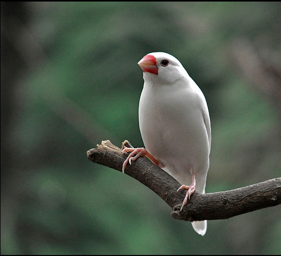 余名贵品种,惊艳四射的七彩文鸟,活泼友善的白文鸟,歌声天籁的百灵鸟