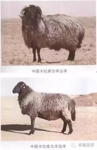中国卡拉库尔羊