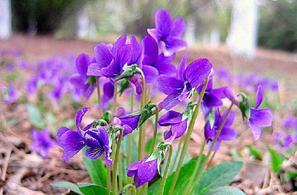 野外认识这种紫色花 就不用再怕蛇毒了 健康频道 手机搜狐
