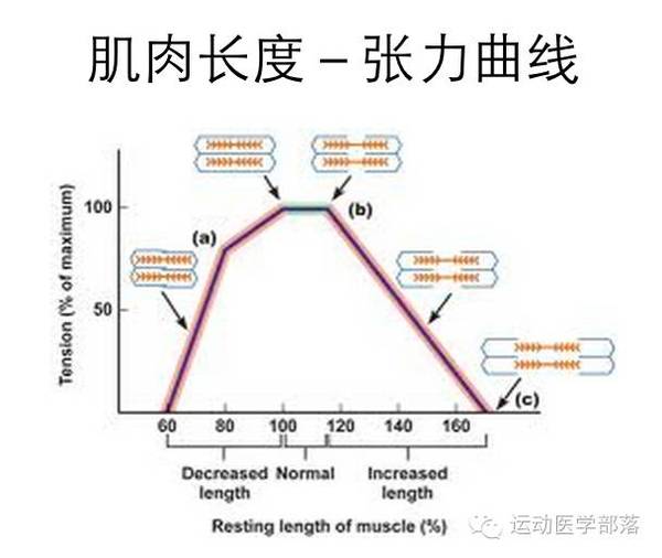 这些肌肉长度和张力的改变将引起肌肉的不平衡及功能障碍