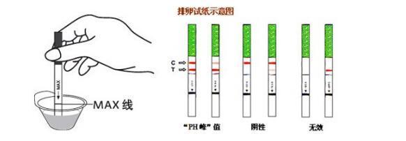 大卫验孕试纸怎么看图片