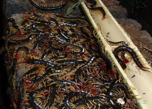 针对于农村的10个养殖致富骗局!农村养殖创业