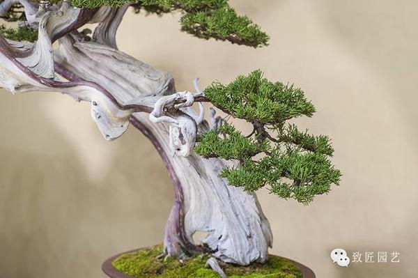 盆景大师珍藏的盆景--精品真柏欣赏!