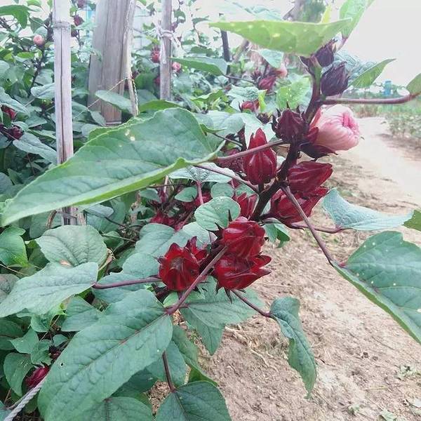 神奇洛神花(紅桃k)花開正茂,這個秋季等您來採摘