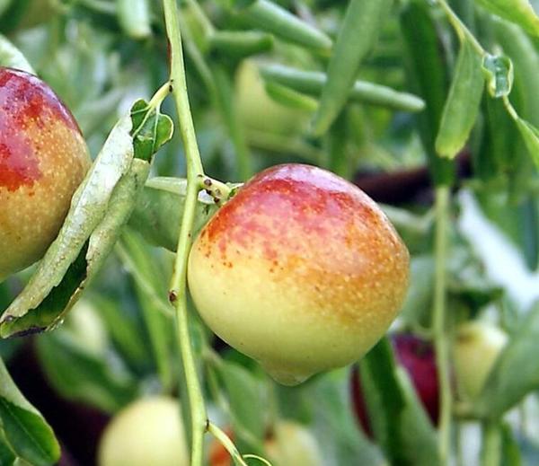 一颗枣,勾起无尽的乡愁