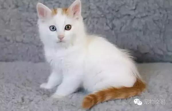 10.土耳其梵猫