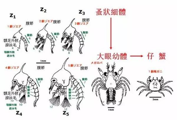 螃蟹的成长过程连图片图片