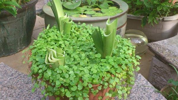 【图:地星秀火锅】 "地星秀"其实叫"地星宿",但"地星宿"这名称不文艺