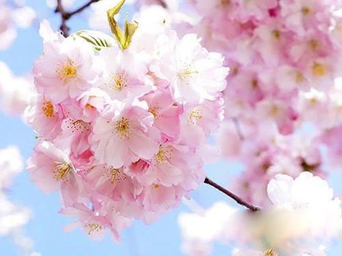 世界上最美的10种花