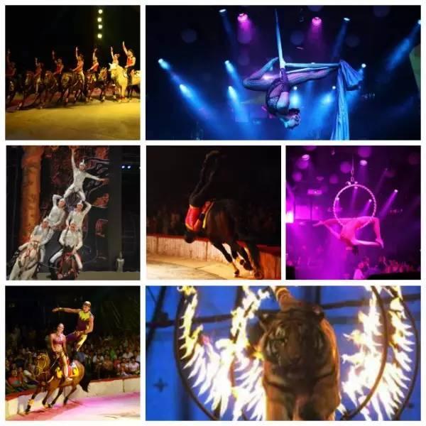 瑞龙票网推荐-2016天津二宫大马戏倒计时2天