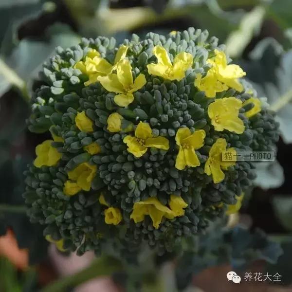 西兰花大头菜玉米,开花太美了,吃了不如养起来!