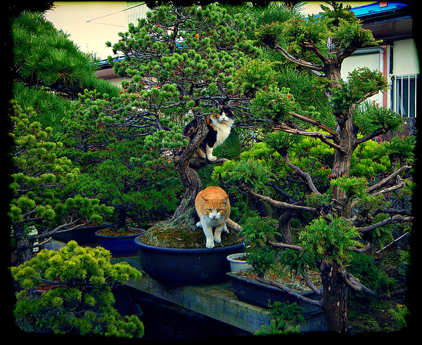 "盆景猫"这种虐猫网站为什么关不掉?