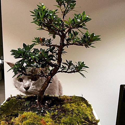 "盆景猫"这种虐猫网站为什么关不掉?