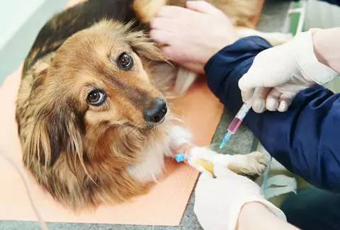 宠物已注射过兽用狂犬病疫苗后咬了人,人还用打狂犬疫苗吗?
