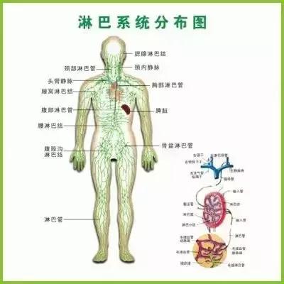 人体三处淋巴决定生死 健康频道 手机搜狐