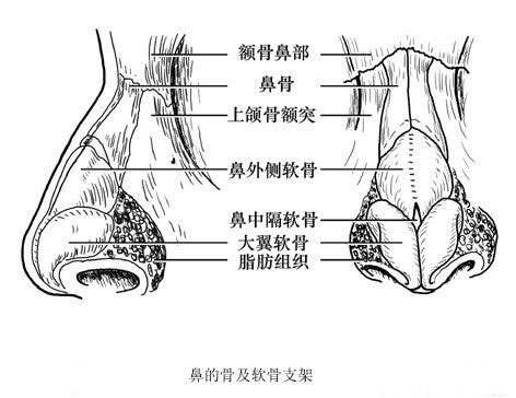 隆鼻手术后为什么假体会移位 健康频道 手机搜狐