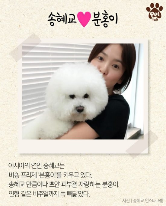 不只有蔡依林 比熊犬也是这些韩国艺人们的爱 新闻频道 手机搜狐