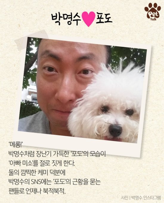 不只有蔡依林 比熊犬也是这些韩国艺人们的爱 新闻频道 手机搜狐
