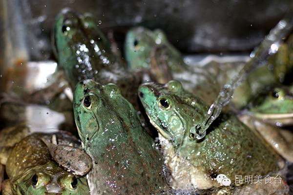 美蛙原产地在美国,顾名思义"美国青蛙",后引进中国广东等沿海地区