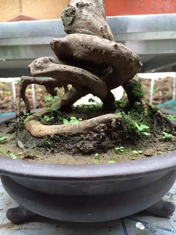 欣赏盆景艺术,分享快乐生活!