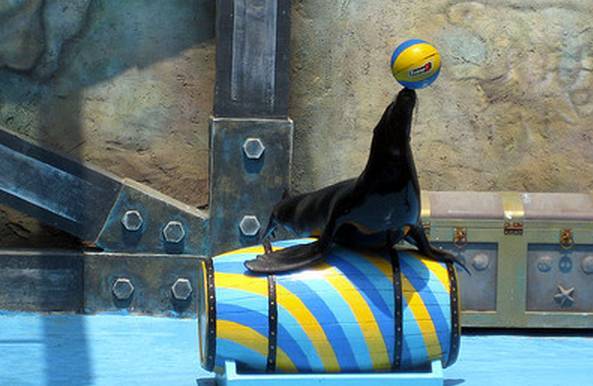 海洋馆中,萌萌哒海狮,海豹会在指挥员