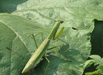 智慧农业:螳螂的养殖技术