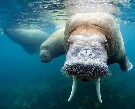 海象在陆地上与海水中皮肤的颜色不一样(在陆上皮肤呈棕红色,而在水中