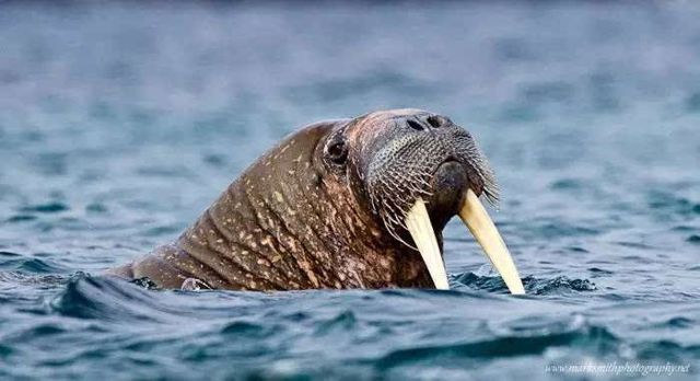 动物世界-海象walrus