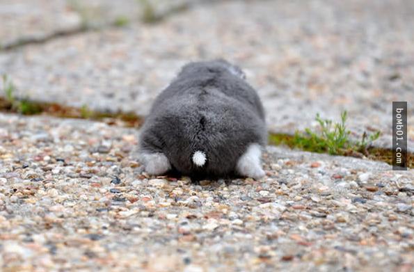 18张让人无法抵抗的仓鼠屁屁照片.