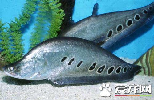 七星刀鱼的饲养 七星刀鱼最喜欢吃活鱼虾.