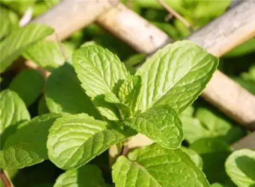 薄荷叶的好处和坏处薄荷叶的食用禁忌 健康频道 手机搜狐