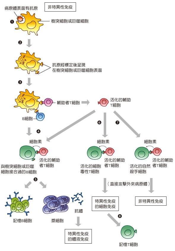 免疫调节示意图图片