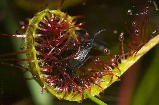 食人花真的存在吗 这个传说的产生是怎样的 新闻频道 手机搜狐