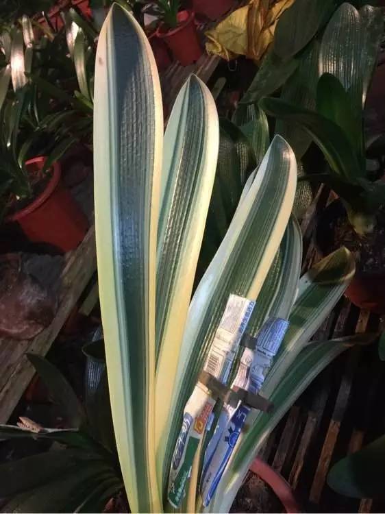 君子兰为什么会有上万元的品种?它们有那么好看么