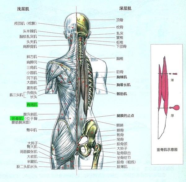 不跑就出局 女生后背很厚怎么训练 体育频道 手机搜狐