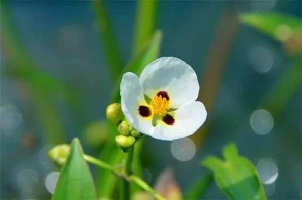蒹葭苍苍白露横江,赏我秋香饮我菊黄