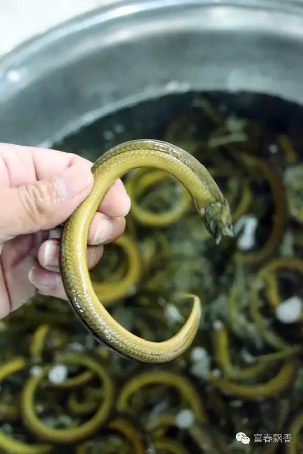 (中型鳝鱼:为爆鳝筒,炒蝴蝶片原料) (大鳝鱼:大烧马鞍桥原料) (笔杆青
