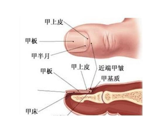 从手指 月牙白 看出你身体健康状况 健康频道 手机搜狐