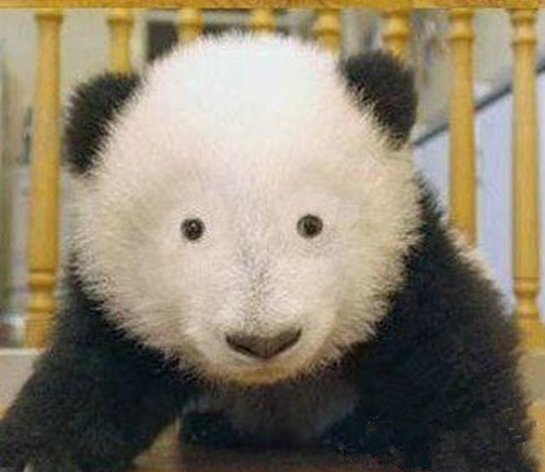 愣住表情包 小熊猫图片