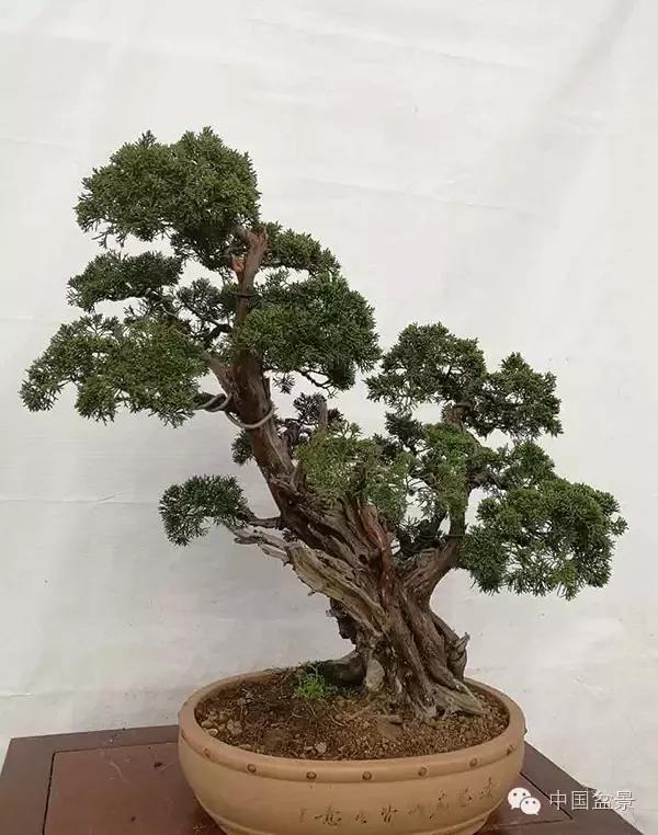 松柏挺拔四季青,凌寒高洁人崇敬!