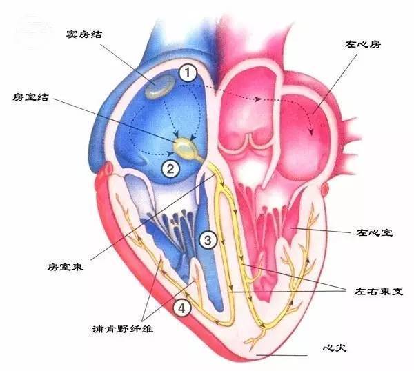 冠状窦口位置图片图片