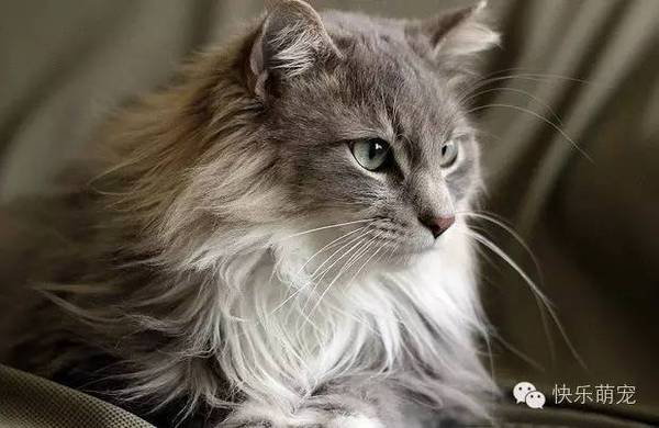 它们是世界上体型最大的猫,被誉为"温柔的巨人.