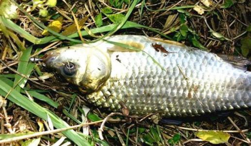 秋钓鲫鱼有口不上鱼怎么办 一招教你快速钓出鱼 体育频道 手机搜狐