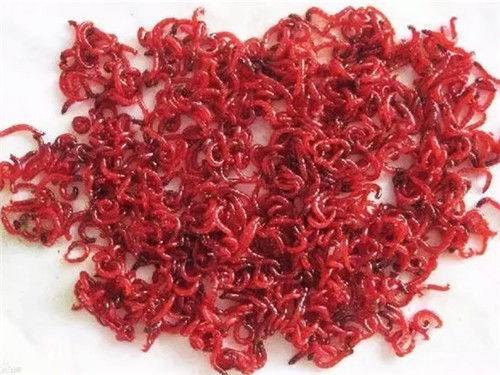 钓鱼 秋冬季节 红虫怎样用上鱼才快 体育频道 手机搜狐